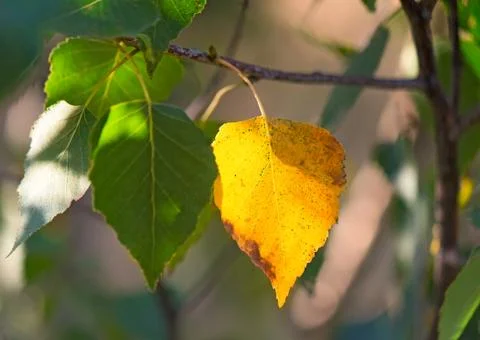 .. the first yellow leaf on the branches of birch Stock Photos