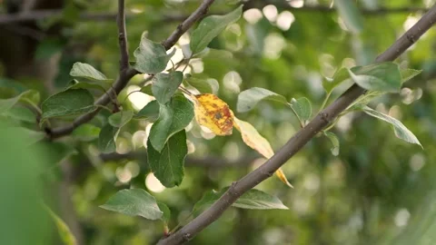 First yellow leaf on the tree. Stock Footage 160735433