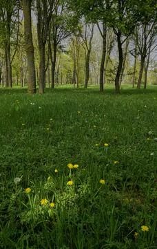 First yellow spring flowers over the forest Photos