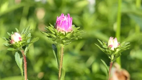 The first young aster buds are swinging from the wind in the garden. Video stock 247196368