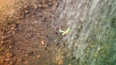 The first young beet sprouts in the garden are abundantly watered in the evening Stock Footage 200503536