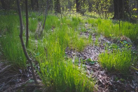First young green grass in spring forest. Green meadow in spring Stock Photos