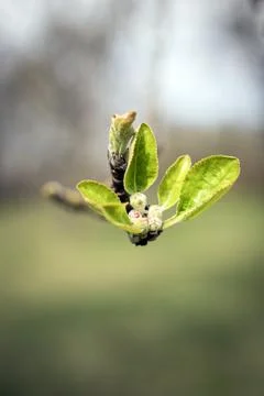 First young green leaves budding on branch in spring Stock-Fotos