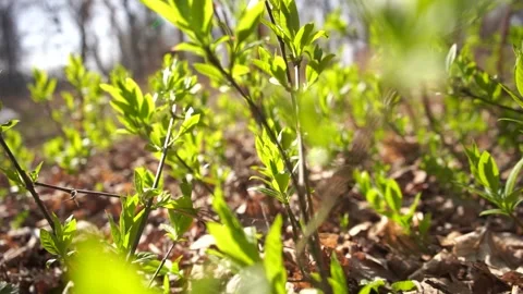 First young green spring leaves on a tree in a sunny day, slow motion shot	 Stock Footage 133343444