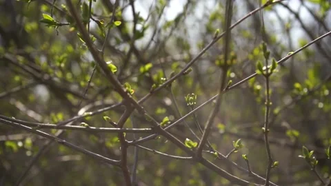First young green spring leaves on a tree in a sunny day, slow motion shot	 Stock Footage 133565279