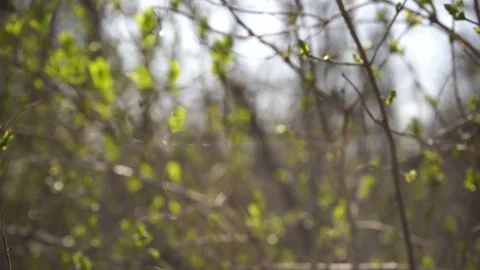 First young green spring leaves on a tree in a sunny day, slow motion shot Video stock 133565316