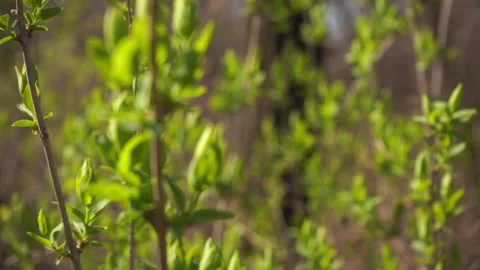 First young green spring leaves on a tree in a sunny day, slow motion shot	 Stock Footage 133565373