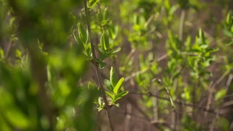 First young green spring leaves on a tree in a sunny day, slow motion shot	 Stock Footage 133565404