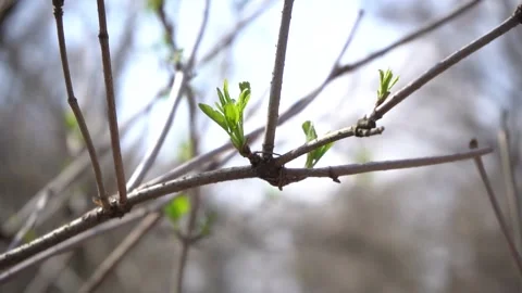 First young green spring leaves on a tree in a sunny day, slow motion shot Stock Footage 153156820