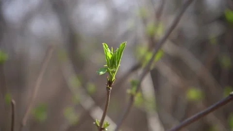 First young green spring leaves on a tree in a sunny day, slow motion shot Stock Footage 153156823