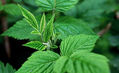 The first young raspberry leaves. An antioxidant. Herbal tea. Close-up of n.. Stock Photos