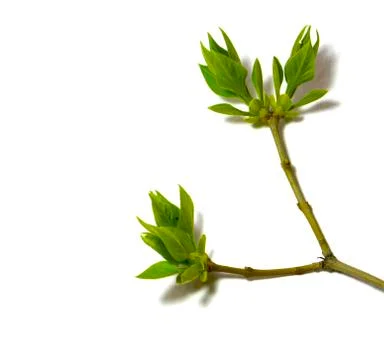The first young spring leaves Stock Photos
