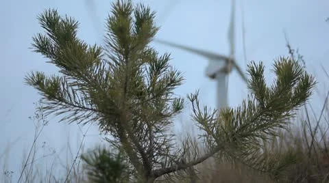 Firtree against the working windmill Stock Footage 8907867