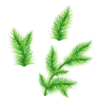 Firtree branch Stock Illustration