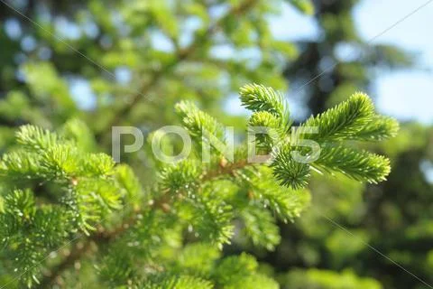 Firtree branch Stock Photos