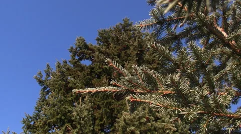 Firtree branches Stock Footage 66705018