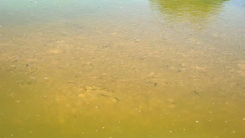 Fis 動画素材 117338927