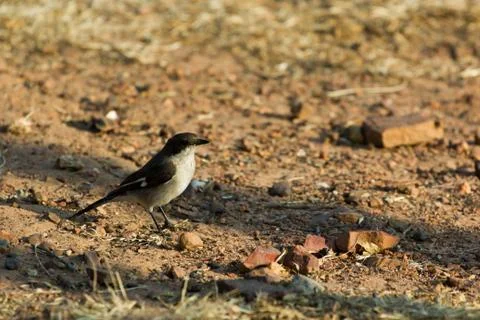 Fiscal flycatcher - sigelus silens Stock Photos