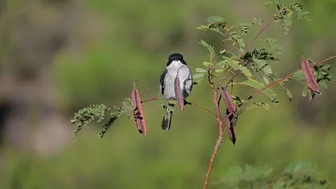 Fiscal flycatcher stock videomp4 Stock Footage 255705060