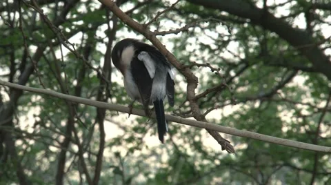 Fiscal shrike Stock Footage