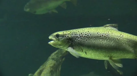Fisch in an aquarium Stock Footage 42873357
