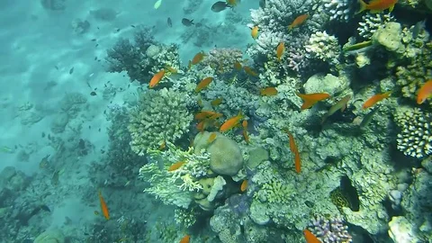 Fisch Stock Footage 74793871