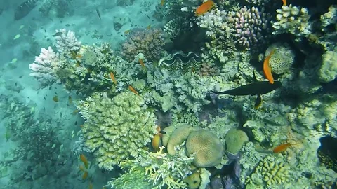 Fisch Vídeo Stock 74793972