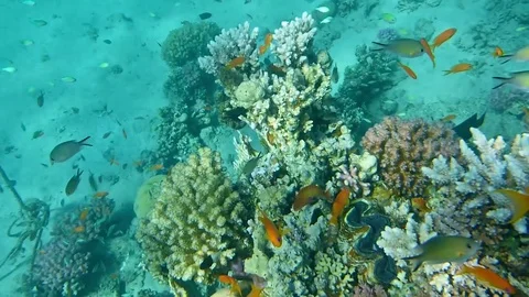 Fisch Stock Footage 74794100