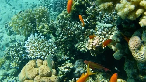 Fisch Stock Footage 74794321