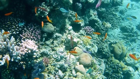 Fisch Stock Footage 74794543