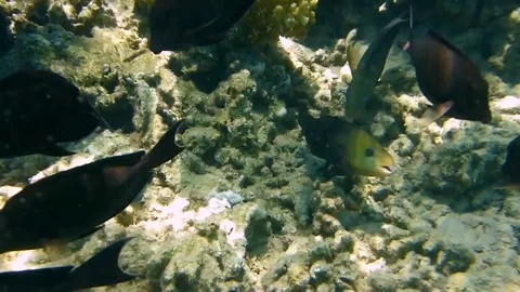 Fisch Vídeo Stock 75345447