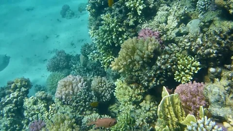 Fisch Vídeo Stock 75372339