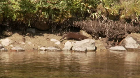 Fischer or Mink 库存影片 68717332