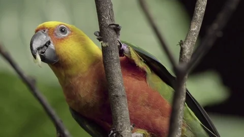 Fischer parrot perching on a branch and eating tiny bit of food Stock Footage 77804375