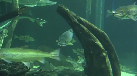 Fisches in an aquarium Stock Footage 43058910