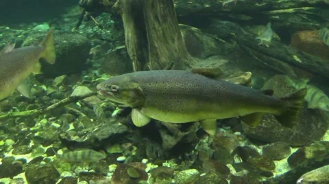 Fisches in an aquarium in Germany Stock Footage 43107052