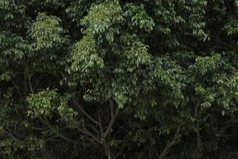 Fiscus tree with shiny leaves 库存照片