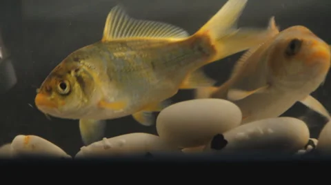 Fish 0001 - playing fish Stock Footage 1160118