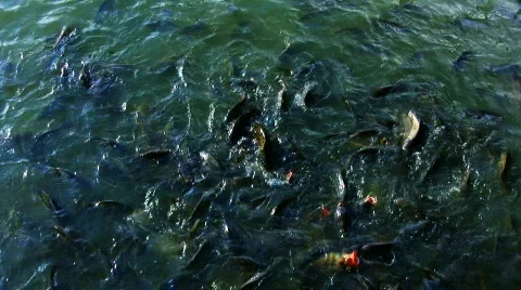 Fish #01 Stock Footage 794570