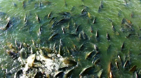 Fish #02 Stock Footage 795345