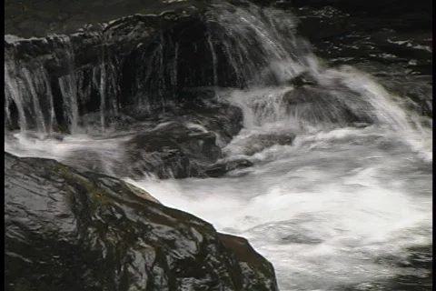 Fish 03 Stock-Footage 356754