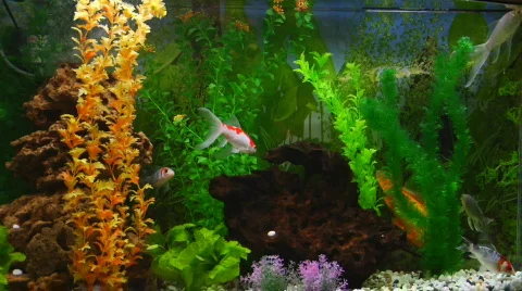 Fish 03 Stock Footage 599802