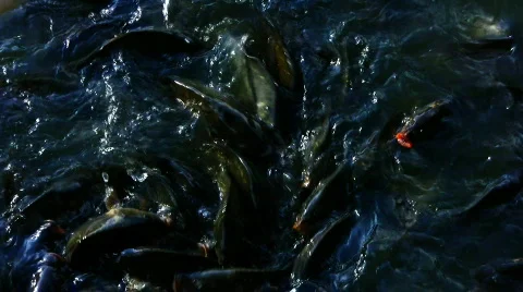 Fish #03 Stock Footage 795638