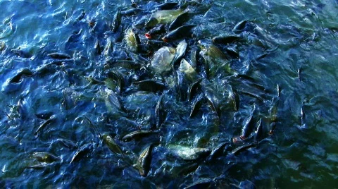 Fish #05 Stock Footage 799223