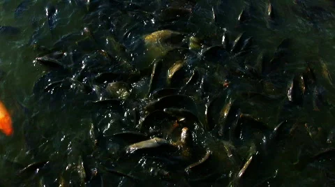 Fish #07 Stock Footage 799852