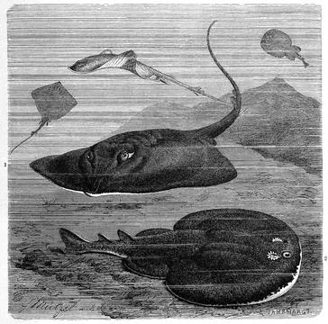 Fish 1 common skate Dipturus batis ray species 2 Atlantic electric ray Stock Illustration