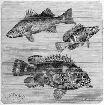 82,581 Sea Bass Images, Stock Photos, 3D objects, & Vectors