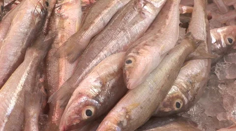 Fish 1 Stock Footage 477238