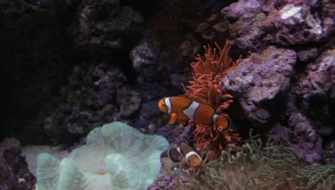 Fish 1 Stock Footage 10921528