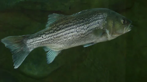 Fish 1 Stock-Footage 25097560